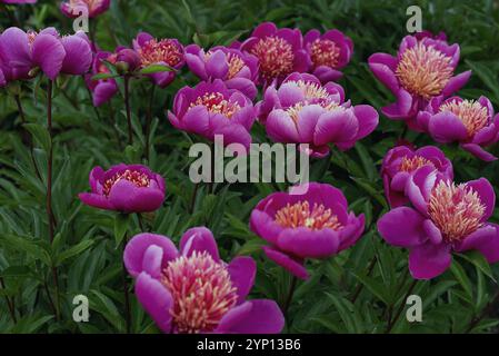 Ein Feld mit rosa Pfingstrose. Stockfoto
