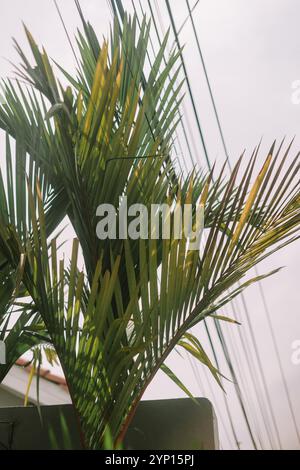 Die Palme steht hoch im Vorgarten eines Hauses und verleiht dem Außenbereich einen tropischen Touch. Ideal für Themen wie Landschaftsgestaltung, Natur oder Heim Stockfoto