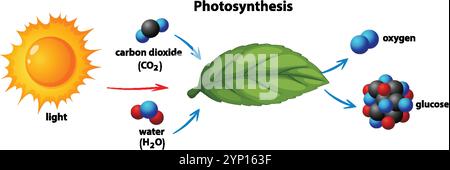 Diagramm mit Photosynthese mit Sonne, Blatt, Molekülen Stock Vektor