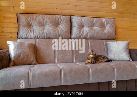 Eine reinrassige bengalische Katze entspannt sich auf einem weichen Sofa in einem Landhaus Stockfoto