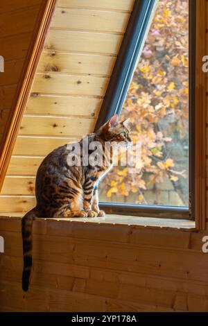 Eine reinrassige bengalische Katze sitzt auf der Fensterbank eines Landhauses und blickt aus dem Fenster Stockfoto