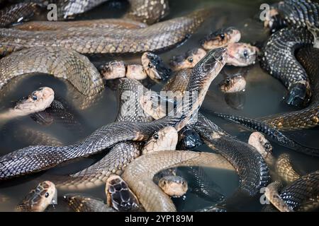 Natur aus der Nähe, viele dünne braune Schlangen sitzen im Wasser, draußen an einem sonnigen Sommertag auf einer Schlangenfarm in pattaya thailand Stockfoto