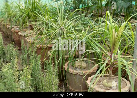 Beaucarnea-Pferdeschwanzpalme in großen Töpfen Stockfoto