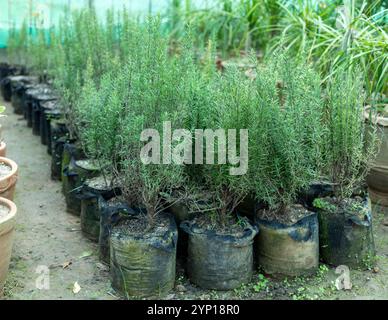Frische Rosmarin-Pflanzen in Baumschulen-Zuchttüten Stockfoto