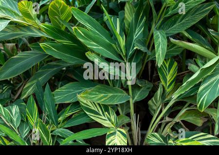 Alpinia zerumbet, auch bekannt als MuschelIngwerpflanzen Stockfoto