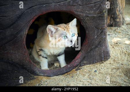 Die Sandkatze Felis margarita ist eine wunderschöne Wüstenkatze. Der hübsche sitzt in seinem Versteck. Exotisches Haustier Stockfoto