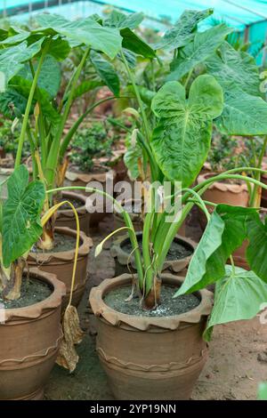 Alocasia-Elefantenohrpflanzen in Töpfen Stockfoto