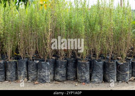 Nahaufnahme von Rosmarinpflanzen, die im Freien in Plastiktüten wachsen Stockfoto