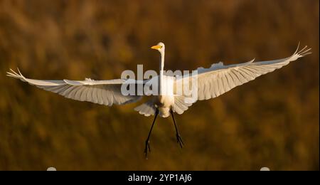 Ein großer Weißreiher (Ardea alba), der bei Sonnenuntergang in Norfolk landet Stockfoto