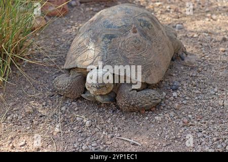 Wüstenschildkröte höchstwahrscheinlich Morafka oder Sonora Wüstenschildkröte (Gopherus morafkai) oder Agassiz Wüstenschildkröte (Gopherus agassizii) Stockfoto