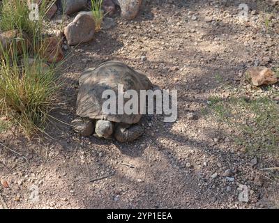 Morafkas Wüstenschildkröte oder die Sonora Wüstenschildkröte (Gopherus morafkai) möglicherweise Agassiz's Wüstenschildkröte (Gopherus agassizii) Stockfoto