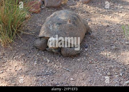 Die Wüstenschildkröte von Agassiz (Gopherus agassizii) oder die Wüstenschildkröte von Morafka, auch bekannt als die Sonora-Wüstenschildkröte (Gopherus morafkai). Stockfoto