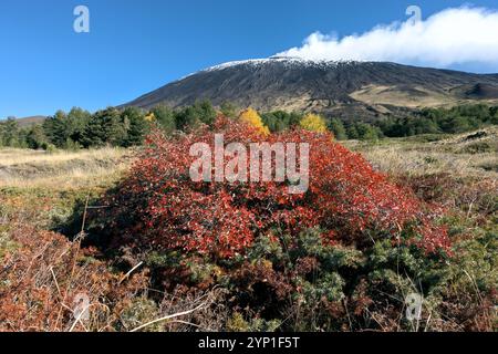 Herbststräucher von Astragalus Siculus und Rosa Canina auf dem Hintergrund verschwimmen den Ätna, der in Sizilien, Italien, Dampf ausbrach Stockfoto