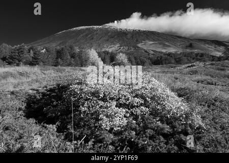 Schwarz-weiße Herbststräucher von Astragalus Siculus und Rosa Canina auf dem Hintergrund verwischten den Ätna, der in Sizilien, Italien, Dampf ausbrach Stockfoto