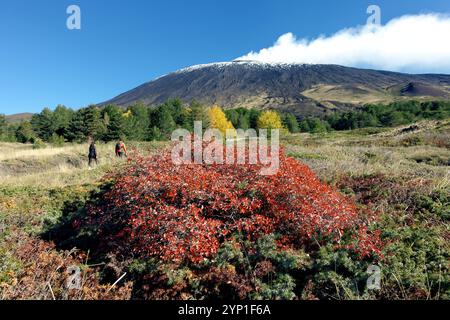 Herbststräucher von Astragalus Siculus und Rosa Canina auf dem Hintergrund verschwimmen den Ätna, der in Sizilien, Italien, Dampf ausbrach Stockfoto