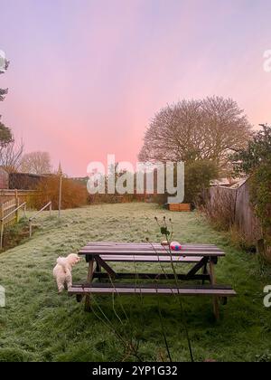 Blick auf einen Garten im englischen Hinterland im frühen Winter bei Sonnenaufgang. Der Himmel ist violett und orange und alles ist von einer Frostschicht bedeckt. Stockfoto