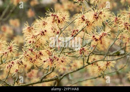 Hamamelis x intermedia Aurora, Hamamelis Aurora, Haufen gelber Blüten, gekräuselte Blüten, bronzrot an der Basis Stockfoto