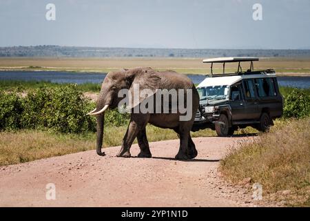 Touristen im Geländewagen beobachten und fotografieren afrikanische Elefanten im Serengeti Nationalpark, Tansania. Afrikanische Safari Stockfoto