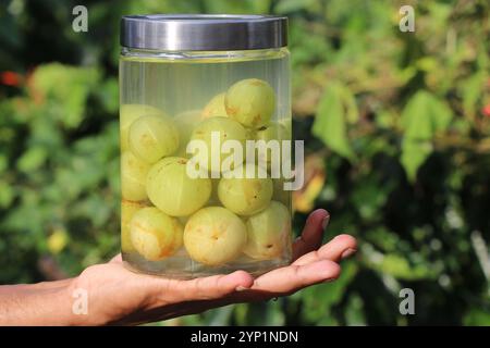 Ein Glas mit gesalzenen Stachelbeeren, auch bekannt als amla, in der Hand auf einem natürlichen Hintergrund gehalten Stockfoto