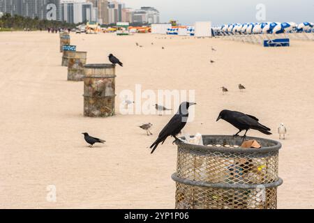 Miami Beach, USA - 29. Dezember 2017: Krähen sammeln Mülltonnen an einem einsamen Strand. Stockfoto