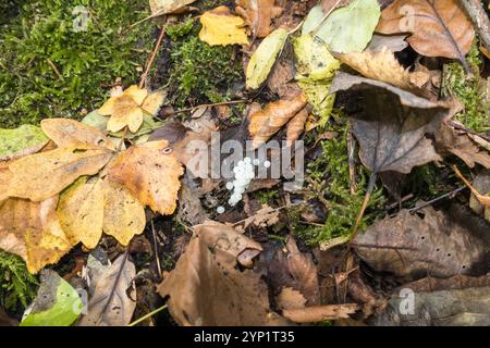 Eine Kupplung von Schneckeneiern, die in Blattstreu abgelegt wurden. Herefordshire England Vereinigtes Königreich. Oktober 2024 Stockfoto