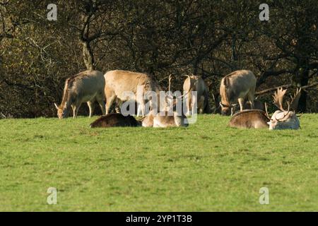 Damhirsche (Dama dama) und Pere Davids Hirsche (Elaphurus davidianus) teilen sich die gleiche Fläche im Margam Country Park Wales UK. November 2024 Stockfoto