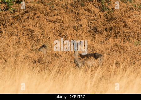 Ausgewachsene Damhirschweibchen (Dama dama) mit Rehkitz auf einem brackbedeckten Hügel, Margam Country Park Wales UK. November 2024 Stockfoto