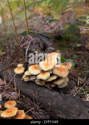 Gruppe von Pilzen, die im Herbst auf einem Baumstamm wachsen. Herbstfarben. Horizontale Ansicht. Hypholoma lateritium ziegelfarbig. Stockfoto