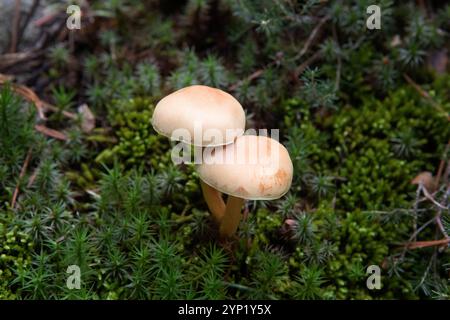 Zwei Pilze über dem Kopf zwischen dem frischen grünen Moos im Herbst. Gymnopus dryophilus. Horizontale Ansicht. Orangefarbener Becher. Herbstfarben. Stockfoto