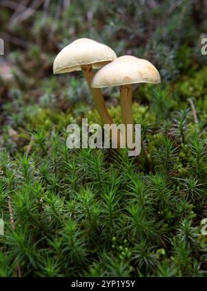 Makrofoto von zwei Pilzen zwischen dem frischen grünen Moos im Herbst. Gymnopus dryophilus. Vertikale Ansicht. Stockfoto