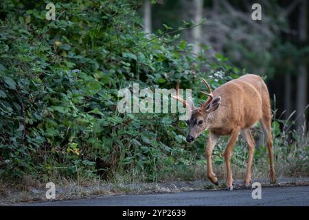 Rehbock in einem Wald. Hirsch. Tierwelt. Natürlicher Lebensraum des Weißwedelhirsches. Hirsch überquert einen Pfad im Park, der die Straße entlang läuft. Stockfoto