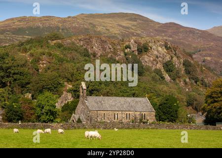 Großbritannien, Wales, Gwynedd, Snowdonia, Beddgelert, Schafe, die neben der Pfarrkirche St. Mary weiden Stockfoto