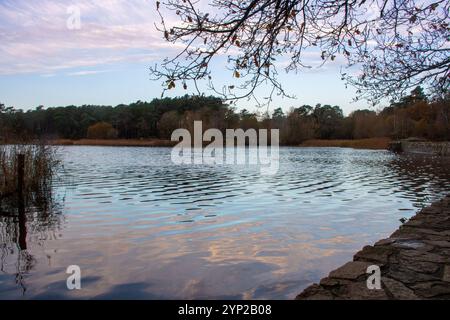 Frensham Little Pond, Winterblick am frühen Morgen im November, Surrey, England, Großbritannien Stockfoto