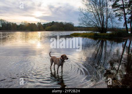 Frensham Little Pond, Winterblick am frühen Morgen im November, Surrey, England, Großbritannien. Der Teich ist ein beliebter Wanderort für Hundeschlittenwanderer Stockfoto