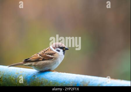 Eine Nahaufnahme eines eurasischen Spatzes (Passer montanus), der auf einem Metallrohr thront und seine markanten Markierungen und seine Anpassungsfähigkeit an die städtische Umgebung zeigt Stockfoto