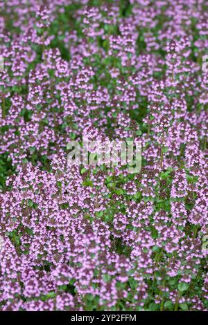 Thymus pulegioides, breitblättriger Thymian, größerer wilder Thymian, stachelt lilafarbene Blüten Stockfoto