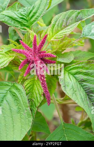 Amaranthus caudatus, Liebeslügen-bluten, herabhängende, purpurrote Quasten-ähnliche Racemes-Blüten Stockfoto