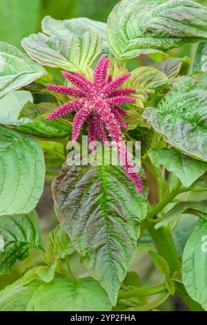 Amaranthus caudatus, Liebeslügen-bluten, herabhängende, purpurrote Quasten-ähnliche Racemes-Blüten Stockfoto