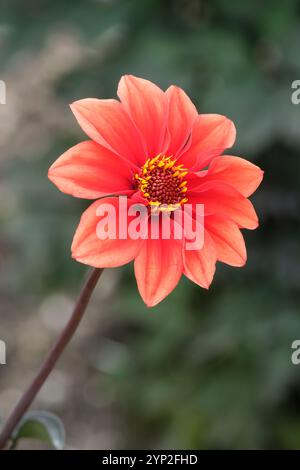 Dahlien Bischofskinder, einzelne Dahlien, orange-rote Blüte Stockfoto