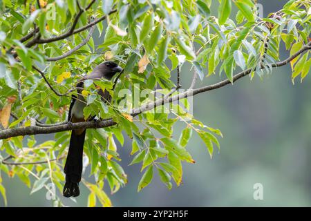 Grauer Baumvogel auf einem Baum und grüne Blätter Stockfoto