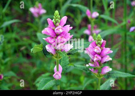 Ein Paar rosa/violette Chelone obliqua (Twisted Shell Flower), die bei RHS Garden Harlow Carr, Harrogate, Yorkshire, England, Großbritannien angebaut werden. Stockfoto