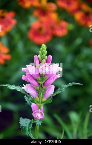 Einzelne rosa/violette Chelone obliqua (Twisted Shell Flower), angebaut bei RHS Garden Harlow Carr, Harrogate, Yorkshire, England, Vereinigtes Königreich. Stockfoto