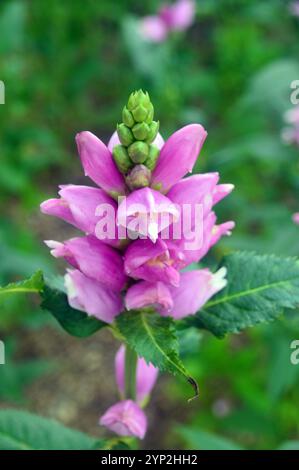 Einzelne rosa/violette Chelone obliqua (Twisted Shell Flower), angebaut bei RHS Garden Harlow Carr, Harrogate, Yorkshire, England, Vereinigtes Königreich. Stockfoto