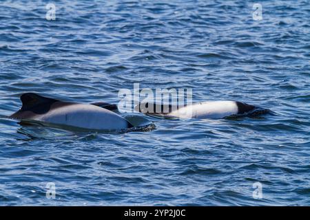 Erwachsene Commerson-Delfine (Cephalorhynchus commersonii) tauchen auf, Carcass Island auf den Falklandinseln, Südamerika Stockfoto