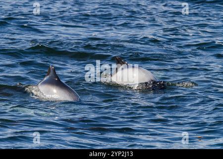 Erwachsene Commerson-Delfine (Cephalorhynchus commersonii) tauchen auf, Carcass Island auf den Falklandinseln, Südamerika Stockfoto