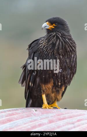 Ausgewachsene gestreifte Caracara (Phalcoboenus australis) auf der Schlachtkörperinsel auf den Falklandinseln, Südatlantik, Südamerika Stockfoto