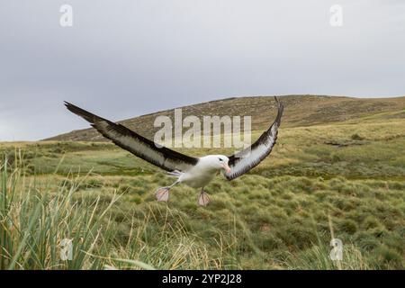 Schwarzbrauenalbatrosse (Thalassarche melanophrys) im Flug auf West Point Island, Falklandinseln, Südatlantik, Südamerika Stockfoto