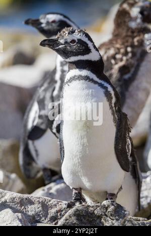 Adulte Magellanpinguine (Spheniscus magellanicus) auf der Brutstätte und dem Molkagegebiet auf Carcass Island, Falklandinseln, Südamerika Stockfoto