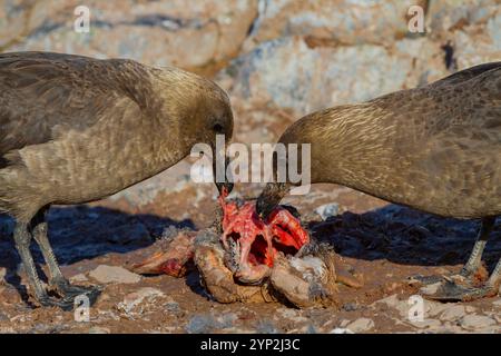 Ausgewachsene braune Skuas (Catharacta antarktis), die sich von einem Pinguin-Kadaver in der Nähe der antarktischen Halbinsel, Antactica, Polarregionen ernähren Stockfoto