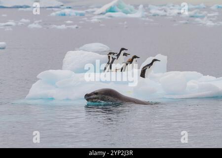 Adulte weibliche Leopardenrobbe (Hydrurga leptonyx), die junge Adelie-Pinguine auf Eis auf Brown Bluff auf der Antarktischen Halbinsel verfolgt. Stockfoto